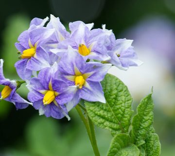 Potato Flowers 360x320