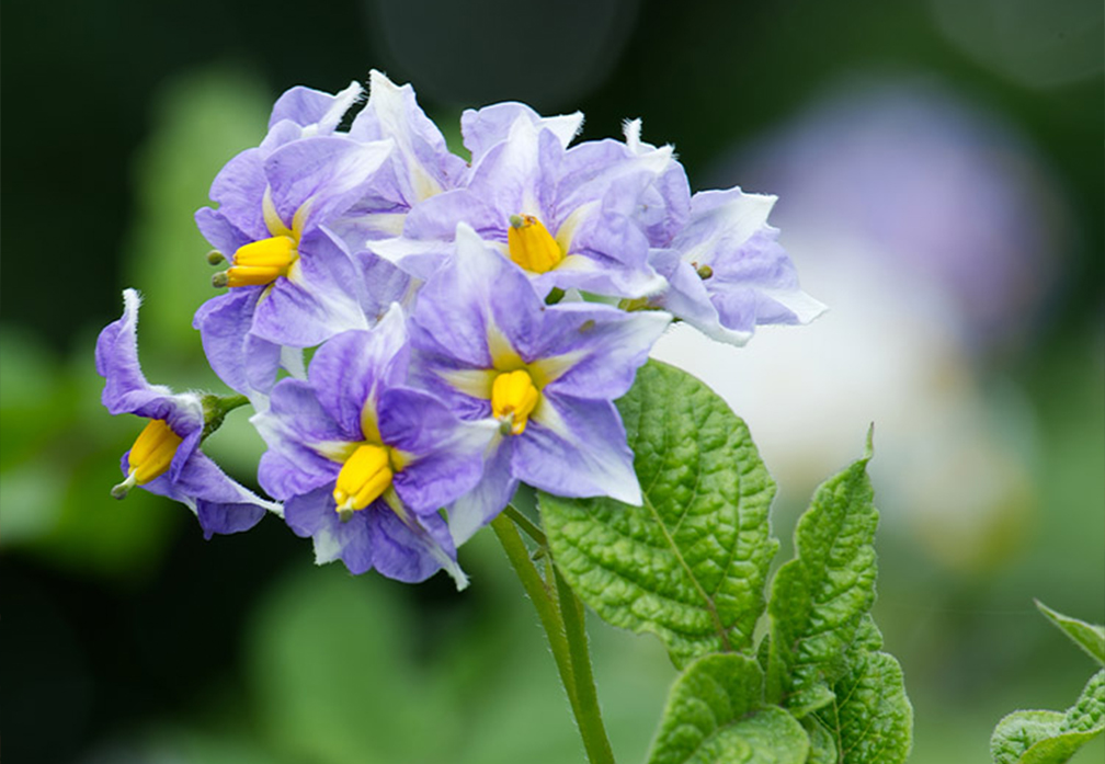 Potato Flowers