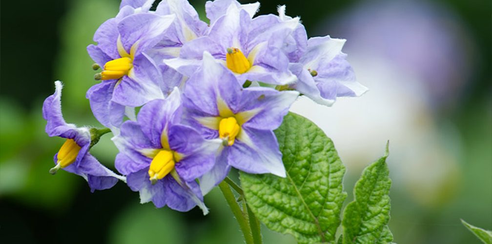 Potato Flowers 1008x500