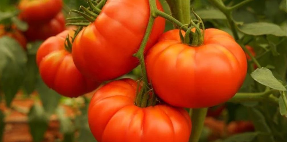 Tomato 1008x500