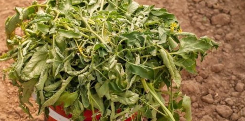 Tomato leaves 1008x500