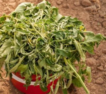 Tomato leaves 360x320