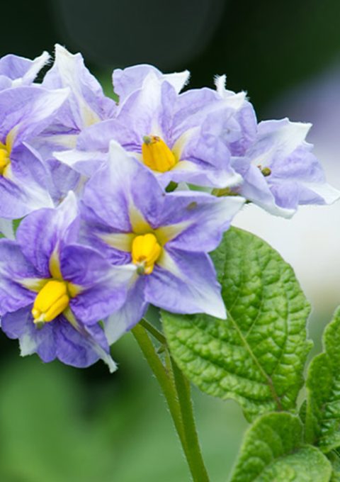 Potato-Flowers