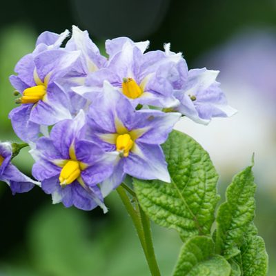 Potato-Flowers