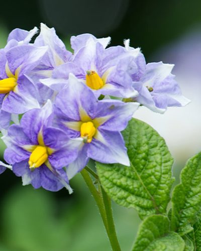 Potato-Flowers