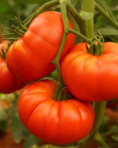 tomato