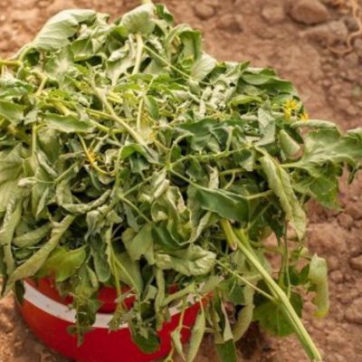 tomato-leaves