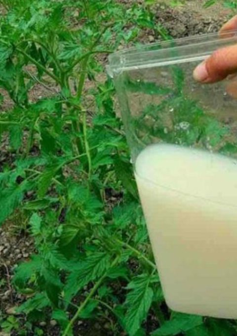 yeast