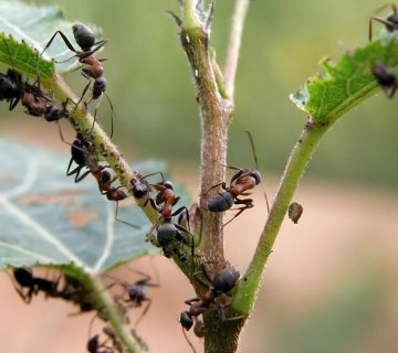 Ant 360x320