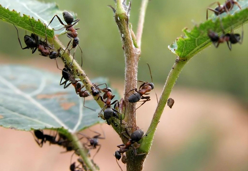 Ant