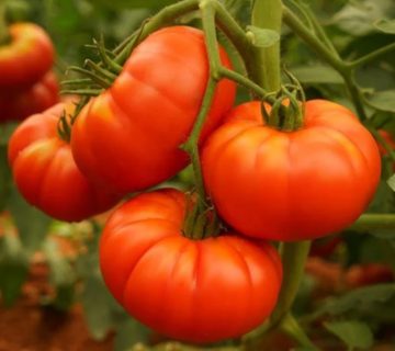 Tomato 360x320