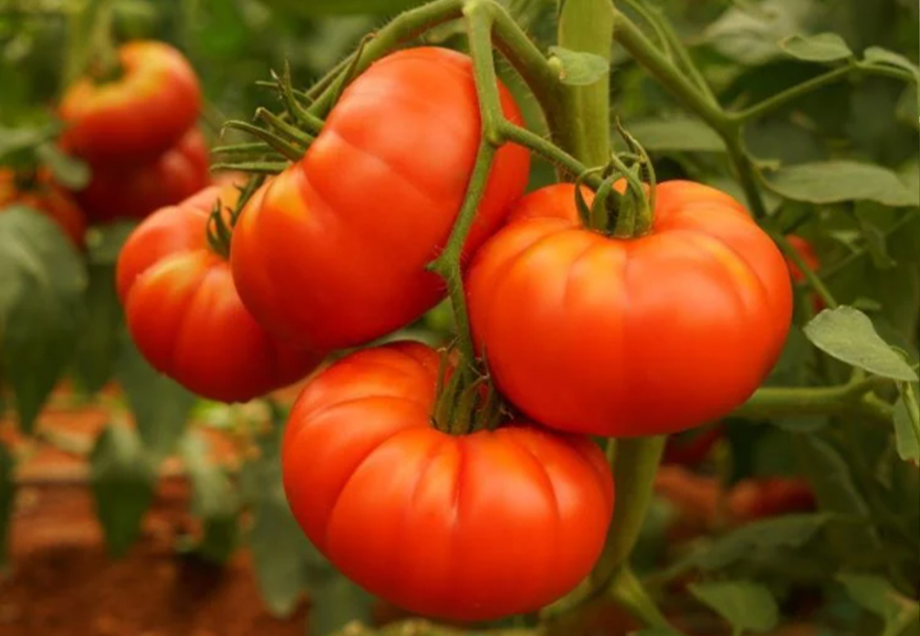 Tomato