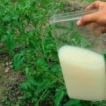 Yeast 150x150
