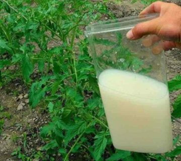 Yeast 360x320