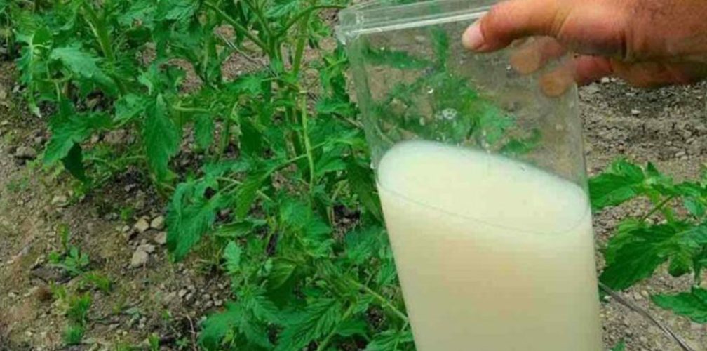 Yeast 1008x500