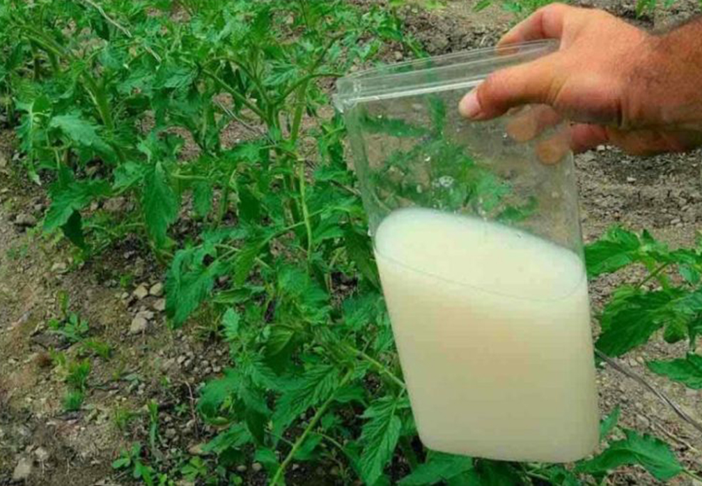 Yeast