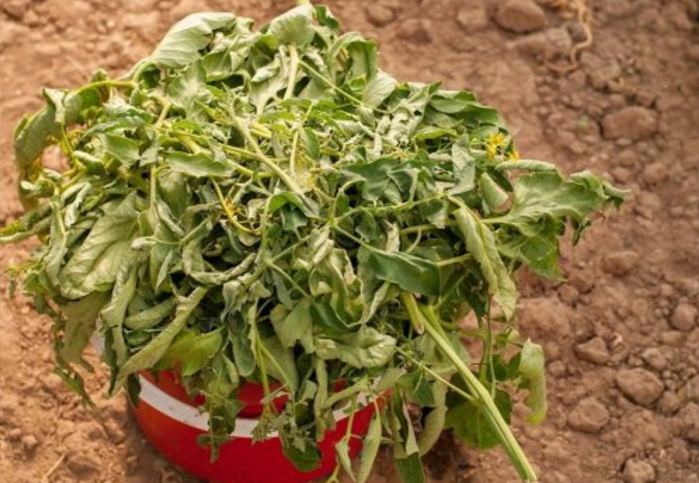 Tomato leaves