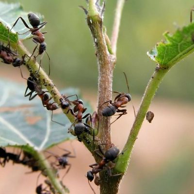 ant