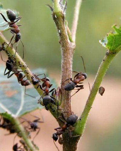 ant