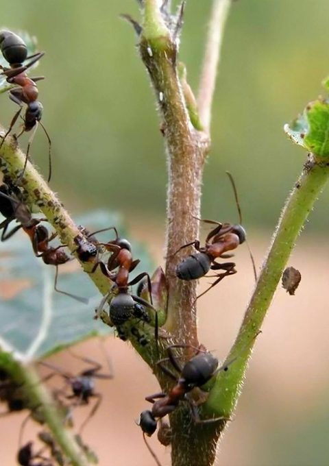 ant