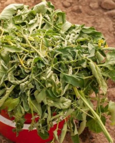 tomato-leaves