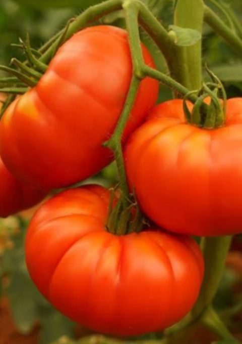 tomato