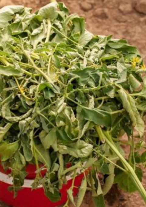 tomato-leaves