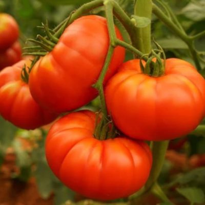 tomato