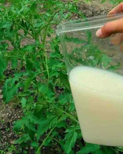 yeast